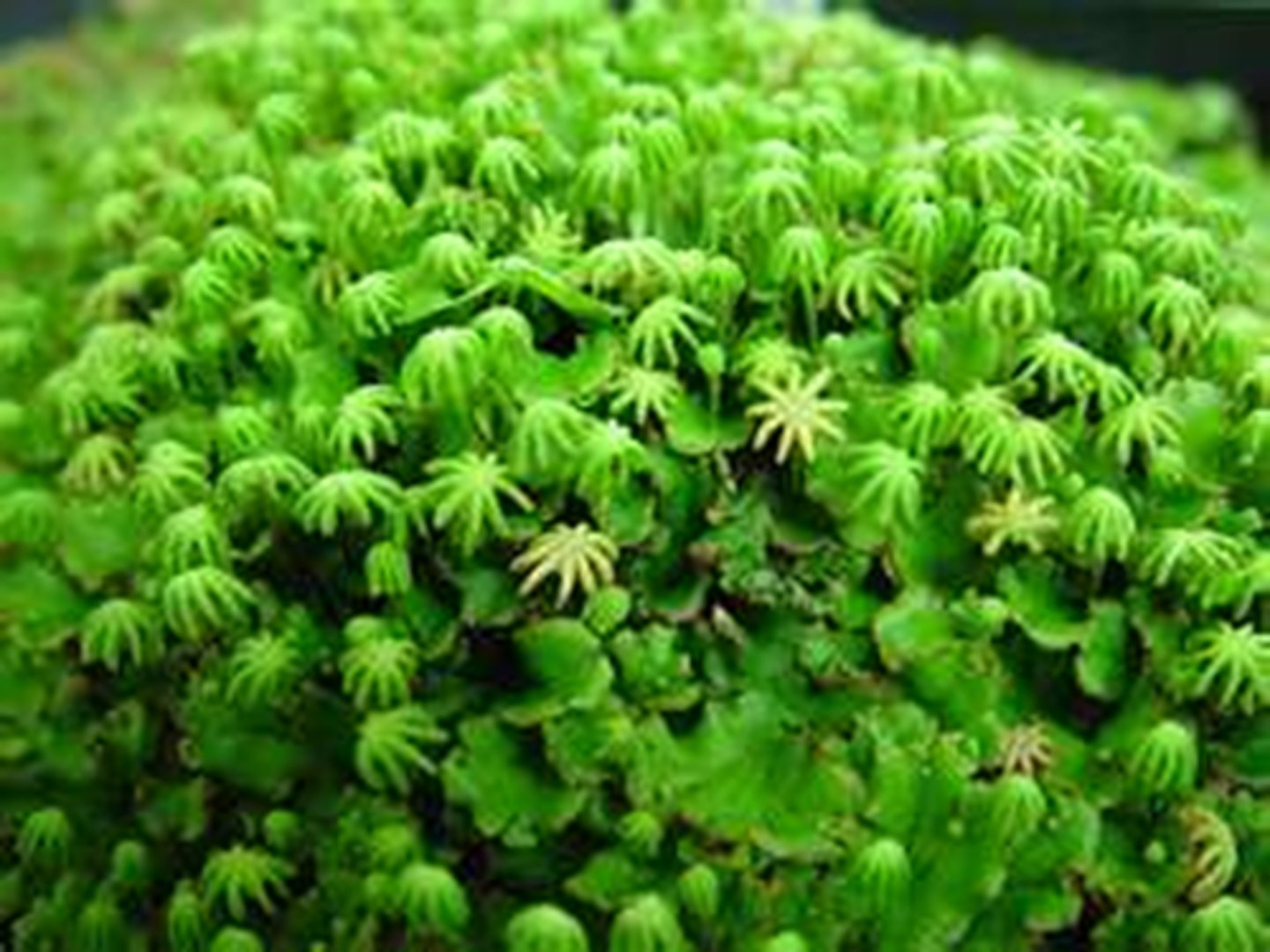 <p>Does this plant have a vascular system?</p>