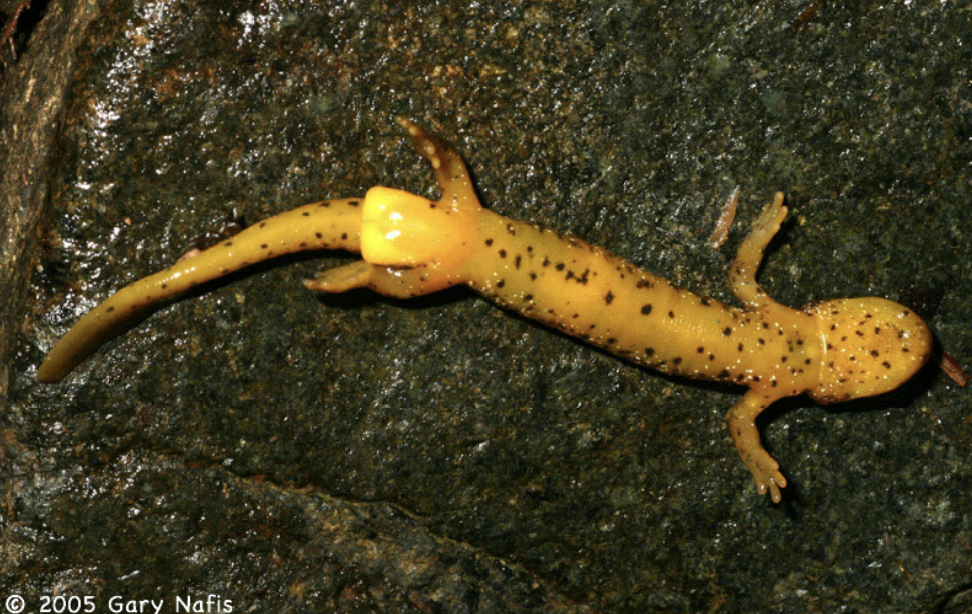 <ul><li><p><span>Small (< 6 cm), semi-aquatic and found in fast-flowing streams</span></p></li><li><p><span>complete metamorphosis</span></p></li><li><p><span> reduced lungs</span></p></li><li><p><span> large eyes</span></p></li><li><p><span> square gland behind vent of males</span></p></li><li><p><span>plain brown or olive colored dorsum with mottling</span></p></li></ul><p></p>