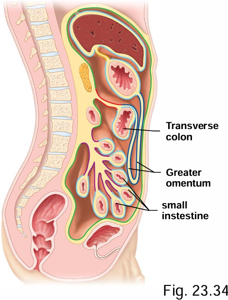 <p>Stomach → transverse colon</p>