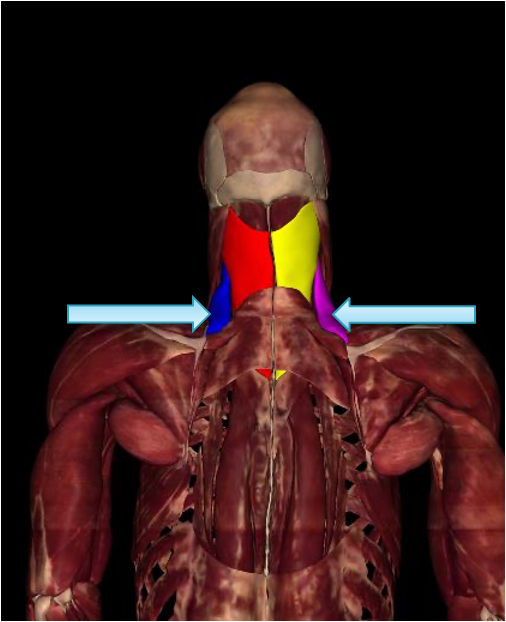 <p><strong>origin:</strong> C1-C4 transverse processes</p><p><strong>insertion: </strong>scapula</p><p><strong>innervation:</strong> C3-C5</p><p><strong>action:</strong> elevate scapula</p>