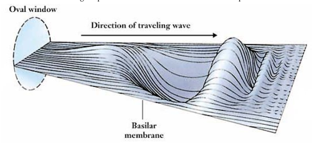 <p>Different frequencies stimulate different locations on <strong>Basilar Membrane</strong></p><ul><li><p>Narrow at base, wide at apex</p></li><li><p>Waves selectively vibrate the membrane</p></li><li><p>Higher pitch sounds do not travel as far as lower pitch sounds</p></li><li><p><em>5000-20000 Hz</em></p></li></ul><p></p>