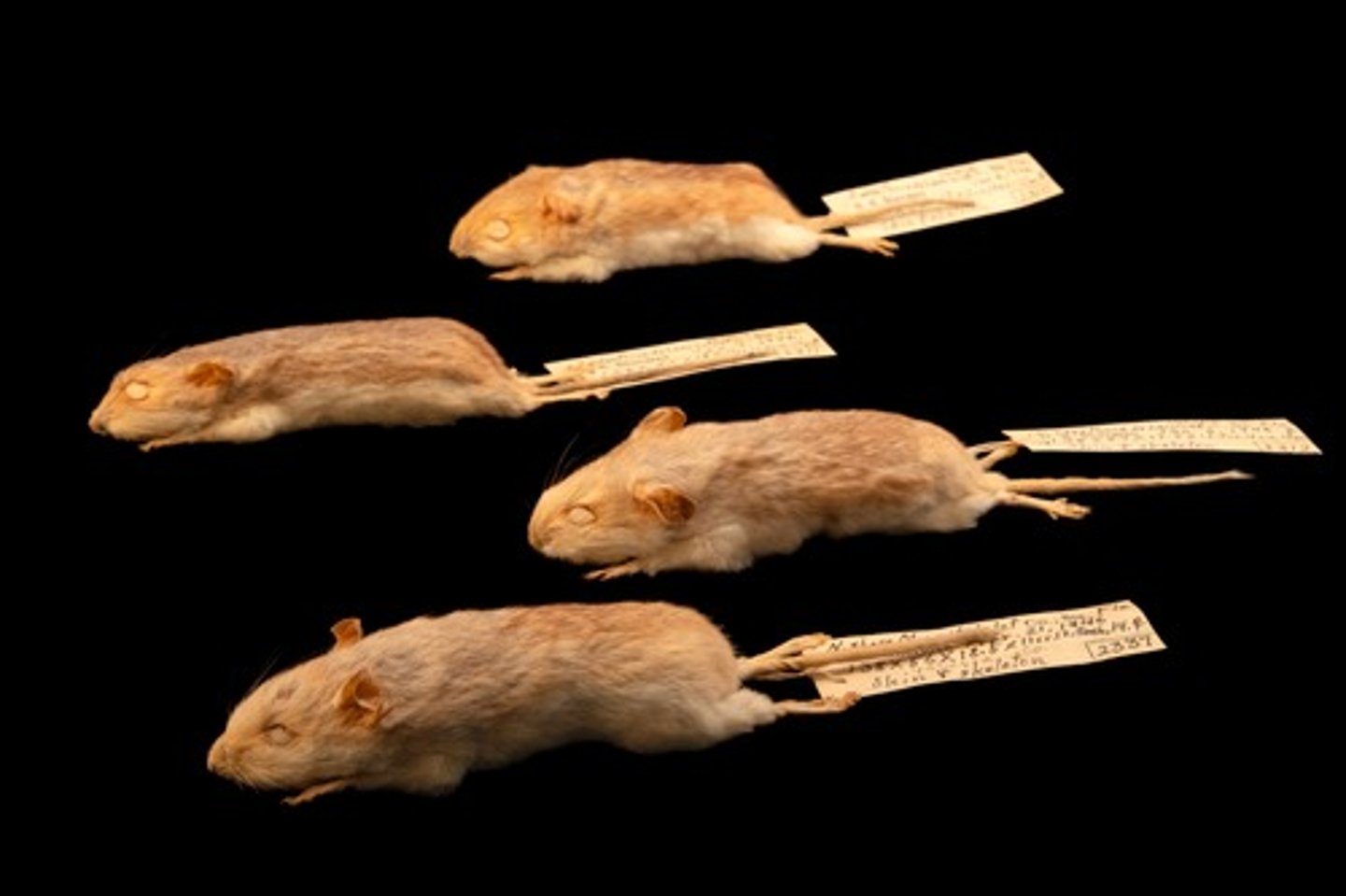 <p>Family: Cricetidae</p><p>Genus & Species: Peromyscus (polionotus) (only know Genus, no species or common name)</p>