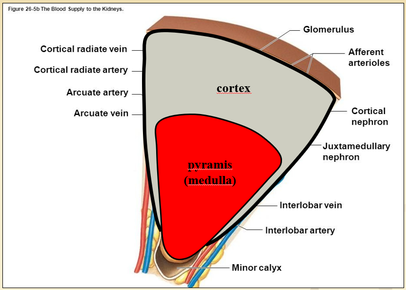 <p>A vesepyramis azonos a velőállománnyal (medulla), ezt szegélyezi a kéregállomány (cortex). </p><p>A kéreg legvastagabb a pyramis bázisnál, oldalai mentén elkeskenyedik, a pyramis csúcsánál lévő és a kiskehelybe nyíló papillát pedig egyáltalán nem borítja.</p>