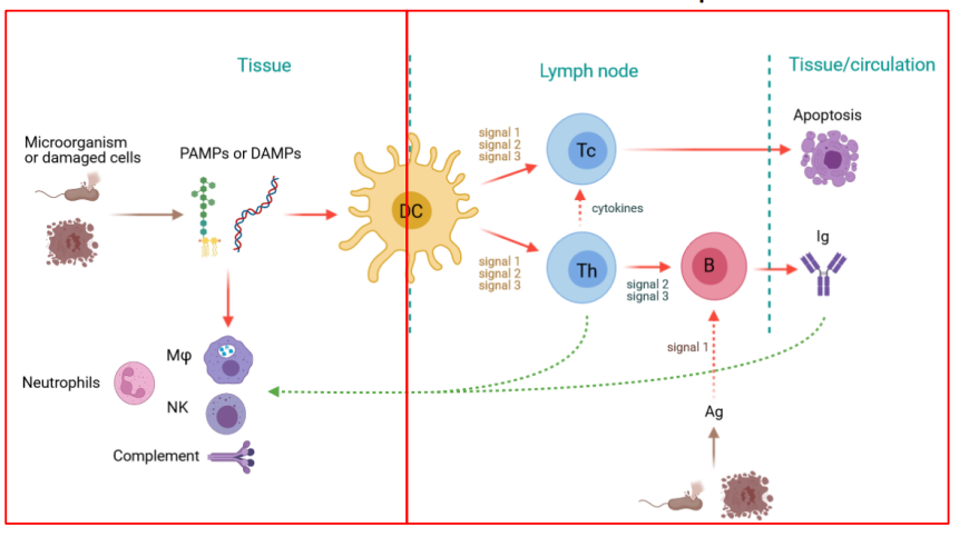 <p>Hvilket immunsystem hører den venstre side til?</p>