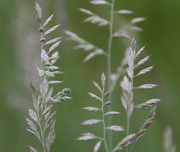 <p>Festuca pseudovina</p>