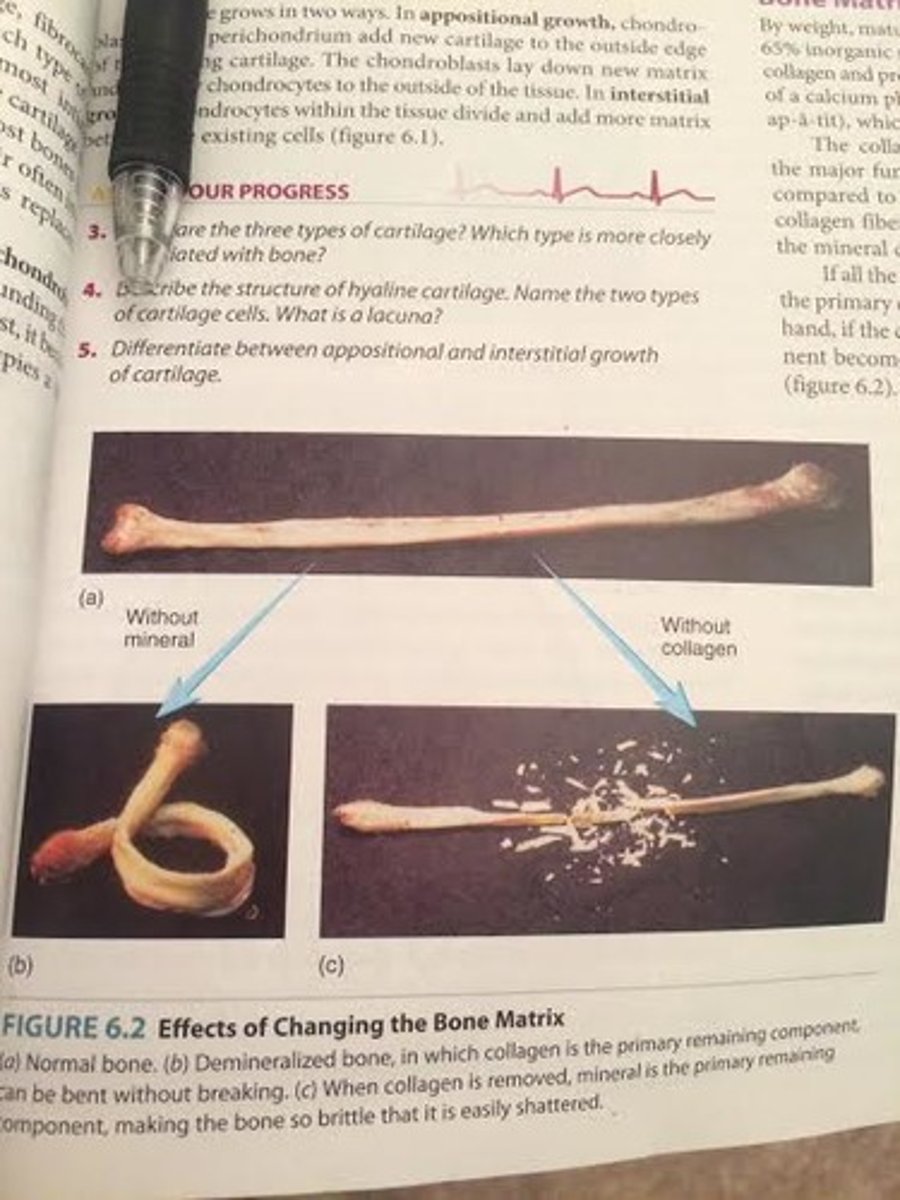 <p>If all the mineral (hydroxyapatite) is removed from a long bone, collagen is the primary constituent and it becomes too flexible. On the other hand, if collagen is removed from the bone, the mineral component becomes the primary constituent and the bone is very brittle.</p><p>without minerals (hydroxyapatite)= can be bent without breaking</p><p>without collagen= so brittle that it is easily shattered</p>