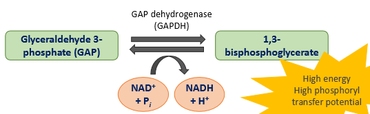 <ul><li><p>GAP is oxidised to 1,3-bisphosphate by GAP dehydrogenase which generates energy by adding Pi</p></li><li><p>- NAD+ is reduced and NADH is generated</p></li><li><p>aerobic → NADH enters into mitochondria</p></li><li><p>anaerobic → NADH utilised by lactate dehydrogenase</p></li></ul><p></p>