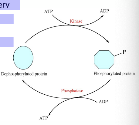 <p><strong>Have other biological functions beyond forming proteins</strong></p><p>• GABA (neurotransmitter)</p><p>• Carnitine (transport of fatty acids in the blood)</p><p>• Citrulline and ornithine (role in urea cycle)</p><p></p><p><strong>Are not produced directly and in isolation by standard cellular machinery</strong></p><p>• Modified by post-translational modification of the protein in which</p><p>they are embedded</p><p>• occurring post-translationally, once the protein has already formed</p><p>• often linked to the function/activity of the protein</p><p></p><p><strong>Common modifications:</strong></p><p>• Phosphorylation (by kinases)</p><p>• Dephosphorylation (by phosphatases)</p><p>• Methylation</p><p>• Acetylation</p><p>• Hydroxylation</p>