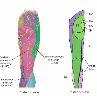 <p>SENSORY INNERVATION TO POSTERIOR THIGH </p>