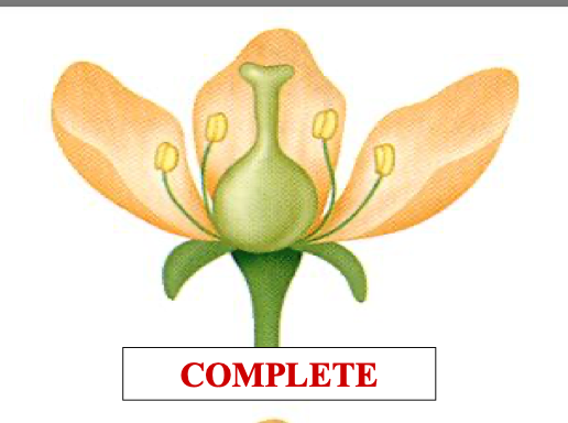 <p>a complete flower has…</p>