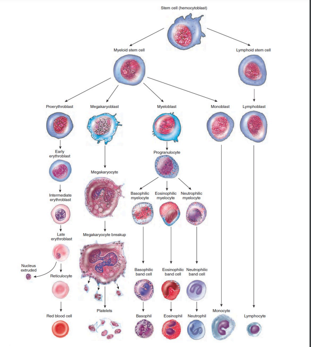 <p><span data-name="astonished" data-type="emoji">😲</span> Process of Hemopoiesis or Differentiation <strong>[5]</strong></p>