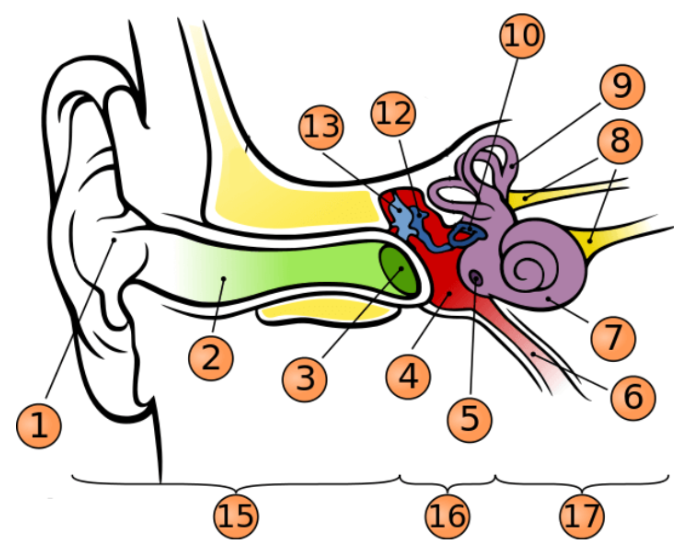 <p>what number represents the pinna</p>