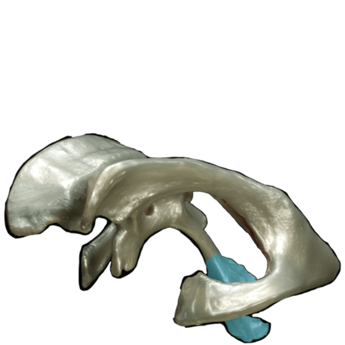 <p>the ventricle located between the cerebellum and the pons</p>