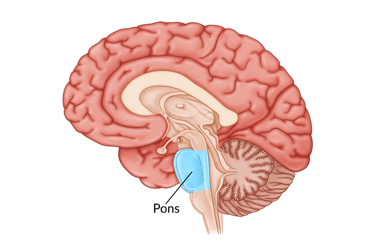 <p>Sleep and arousal; coordinating movements between the left and right sides of the body</p>