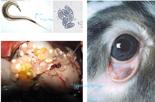 <p>Rabbits are intermediate hosts - carry larval forms (not detected on faecal samples)</p><p>Cysticercus pisiformis - peritoneal cavity, liver</p><p>Coenurus serialis - SC tissues</p><p>Echinococcus granulosus</p>
