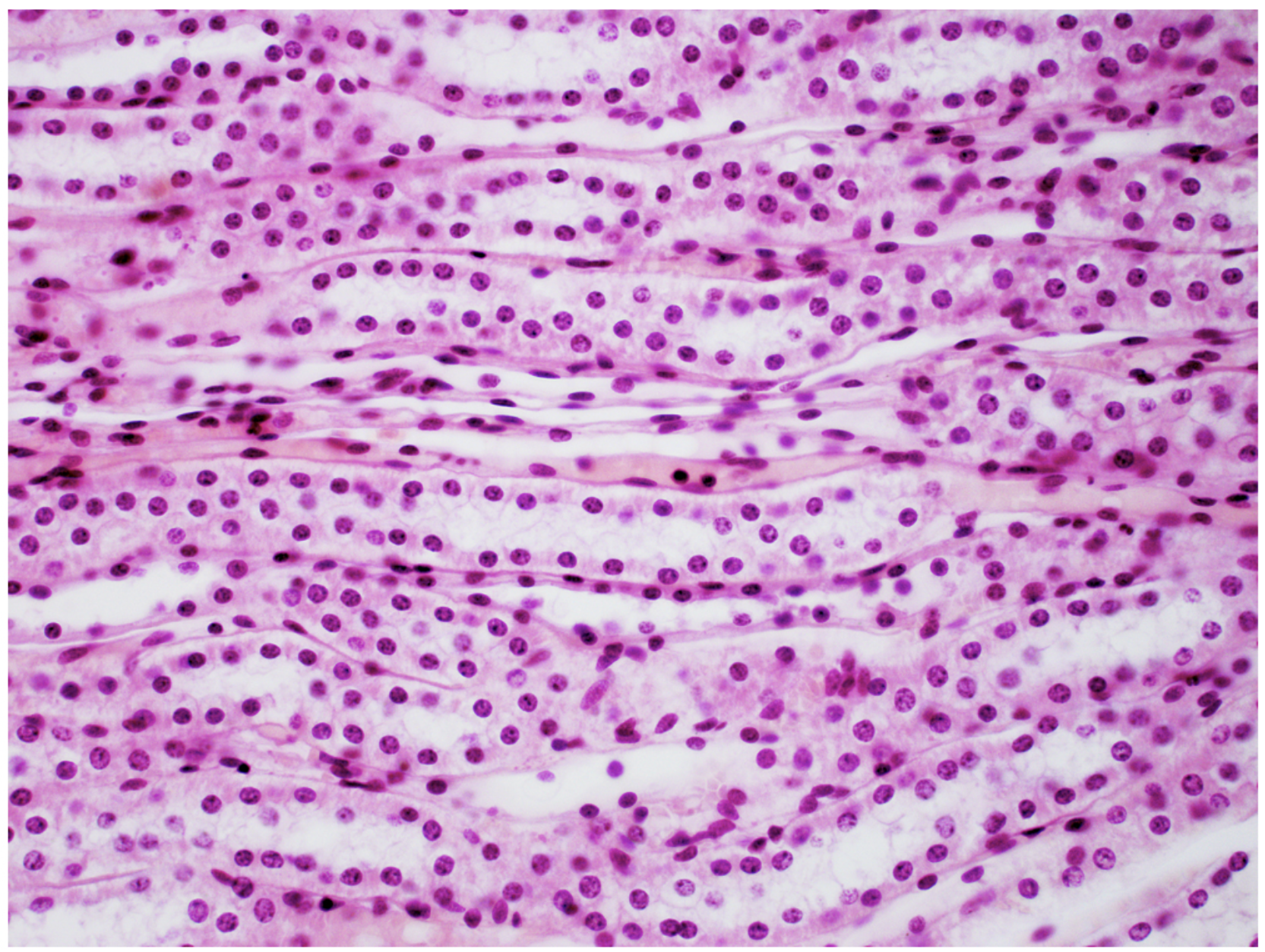 <p>Simple cuboidal epithelium.</p>