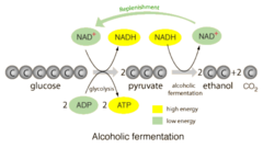 <p>Alcohol, CO2, NAD+</p>