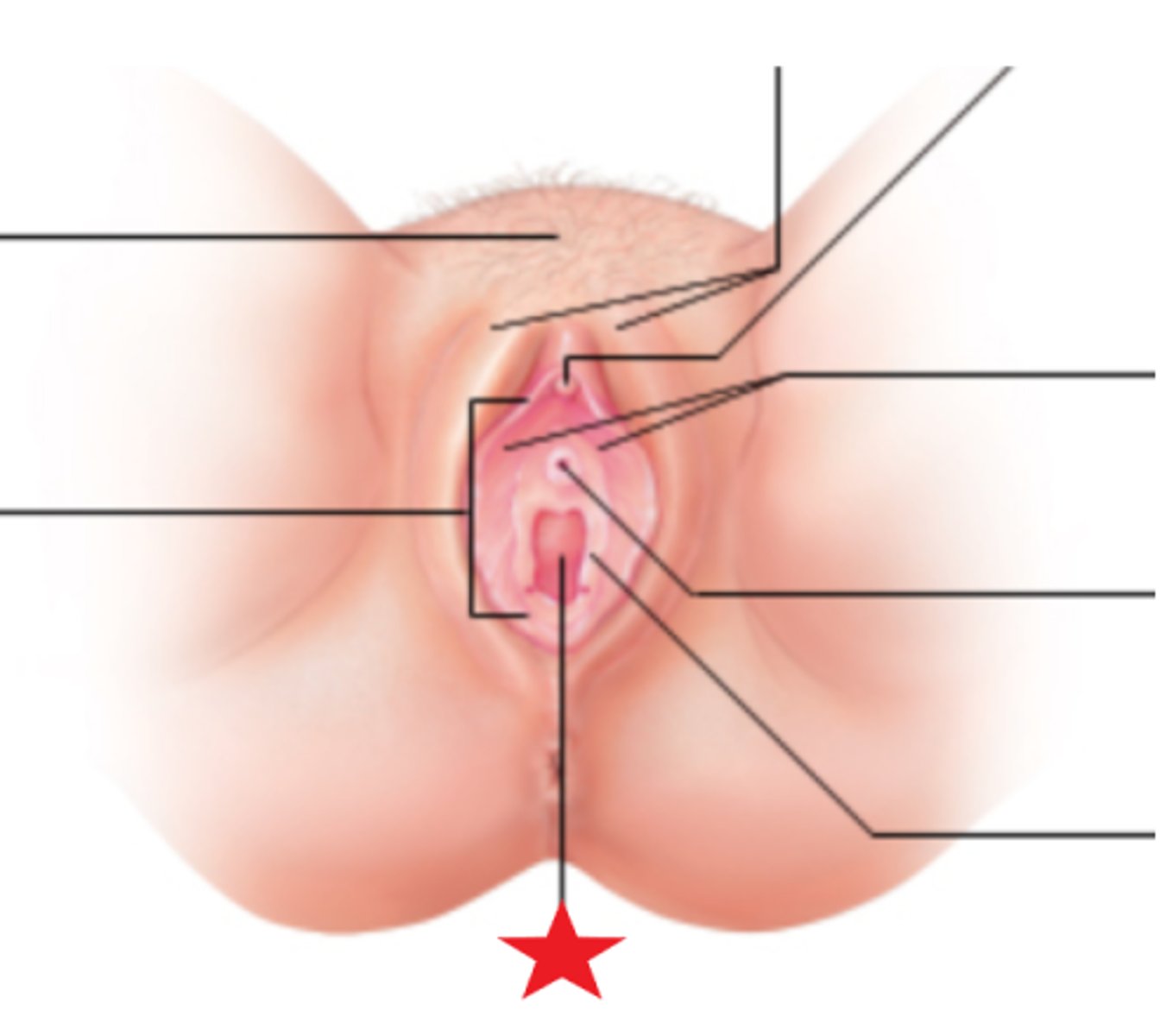 <p>Name this opening (red star)</p>