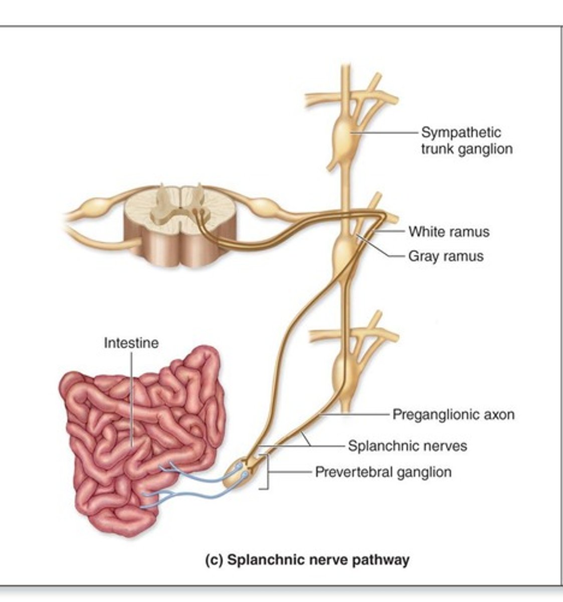 <p>It transmits signals from the CNS to cardiac and smooth muscles and glands.</p>