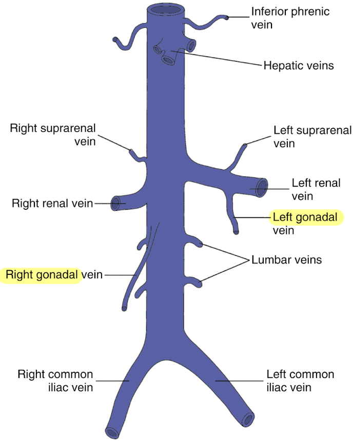 <ul><li><p>courses parallel to IVC</p></li><li><p>left empties into LRV</p></li></ul><p></p>