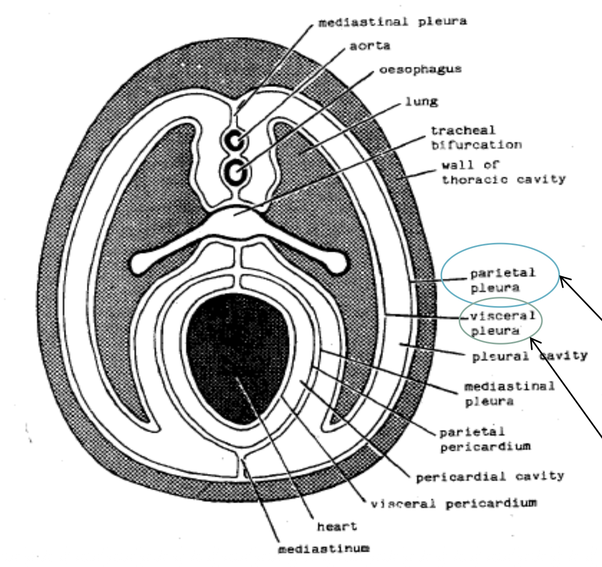 <p>a serous membrane lining the thorax consisting of the visceral and parietal</p>