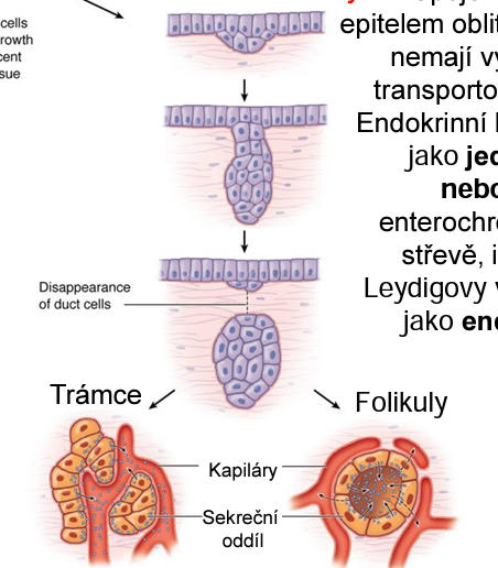 <p>endokrinní žlázy </p>