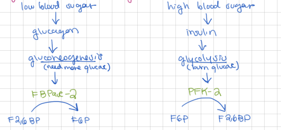 <p>gluconeogenesis, F1,6BPase and F2,6BPase</p><p>-</p><p>(make F6P)</p>