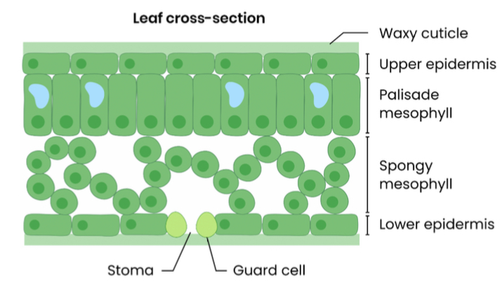 <ul><li><p>waxy cuticle </p></li><li><p>Upper epidermis </p></li><li><p>Palisade mesophyll </p></li><li><p>Spongy mesophyll </p></li><li><p>Lower epidermis </p></li><li><p>Stoma and guard cells </p></li></ul><p></p>