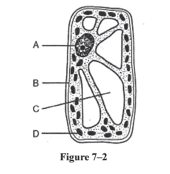 <p>Which structure in the cell shown in Figure 7-2 above stores materials, such as waters, salts, proteins, and carbohydrates? </p>