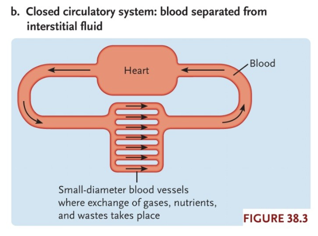 <p>Hydrostatic pressure</p><ul><li><p>Affects exchange of water and solute between the bulk transport system and the extracellular fluid in closed circulatory systems</p></li></ul><p></p>