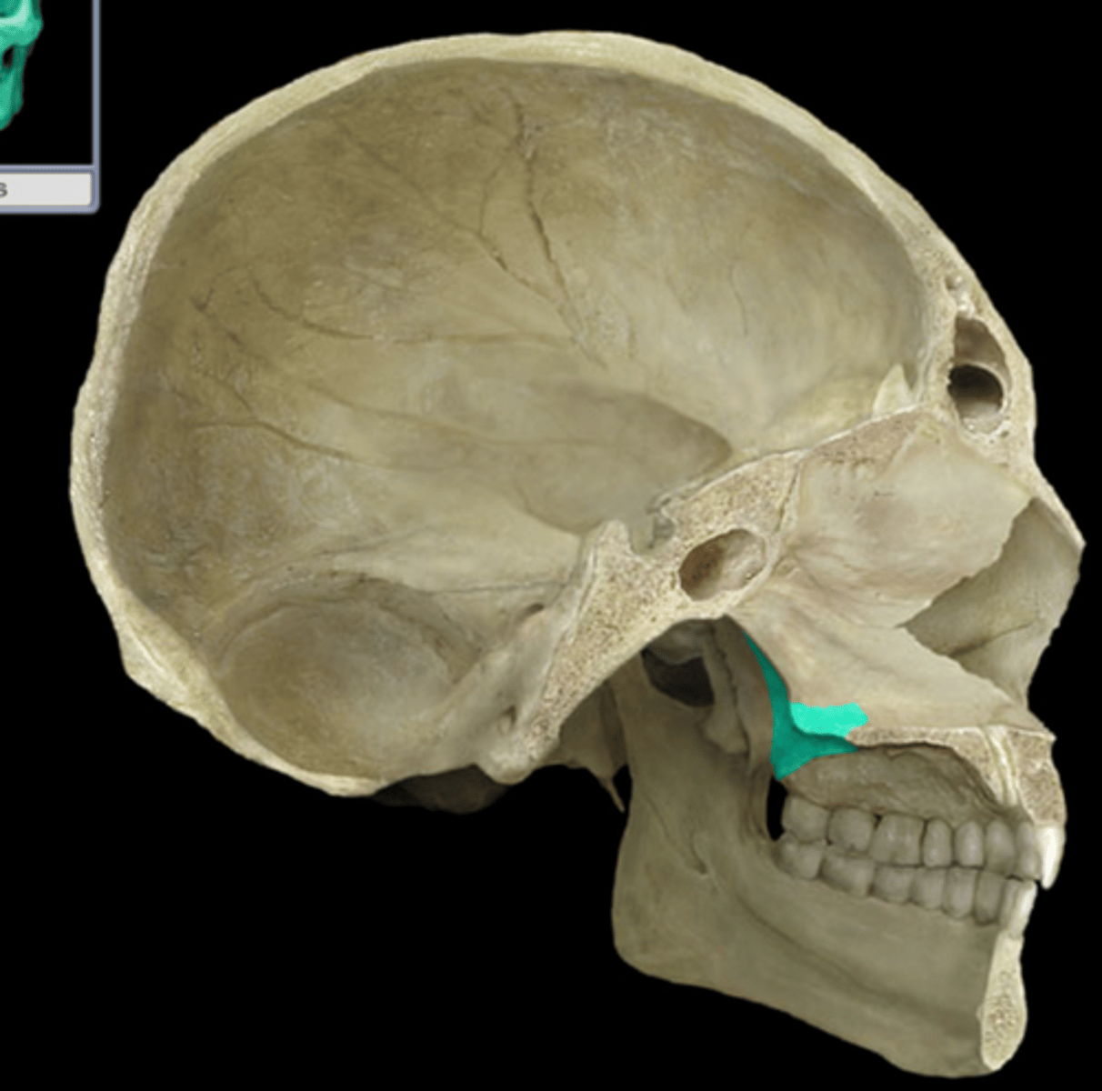 knowt flashcard image