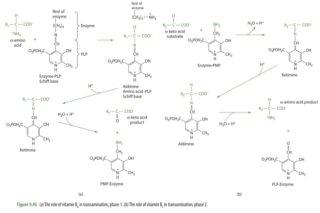 <p><span style="color: purple;"><em>PLP will bind to enzyme --&gt; Amino acid will bind to PLP (forming schiff base compounds) --&gt; then whole structure becomes ketimine when it rearrange samino acid to become keto acid--&gt; then release keto acid</em></span></p><p><span style="color: purple;">&nbsp;</span></p><p><span style="color: purple;"><em>PMP will bind to enzyme --&gt; keto acid will bind to PMP becoming ketimine--&gt; then will become aldimine when rearranges keto acid to become amino acid--&gt;&nbsp; then PMP will release amino acid</em></span></p>