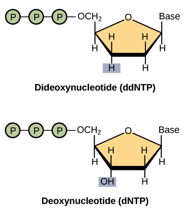 <p>Dideoxynucleotides (ddNTPs) lack the 3’-hydroxyl group necessary for forming a phosphodiester bond</p>