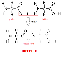 ~ Amino acids are linked by condensation reactions to form dipeptides 
~ Forming a peptide bond and a molecule of water