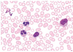 <p>Function: transport respiratory gases and dissolve matter from place to place </p><p>Location: in blood vessels </p><p>Characteristics: Formed in the bone marrow and fluid connective tissue </p>
