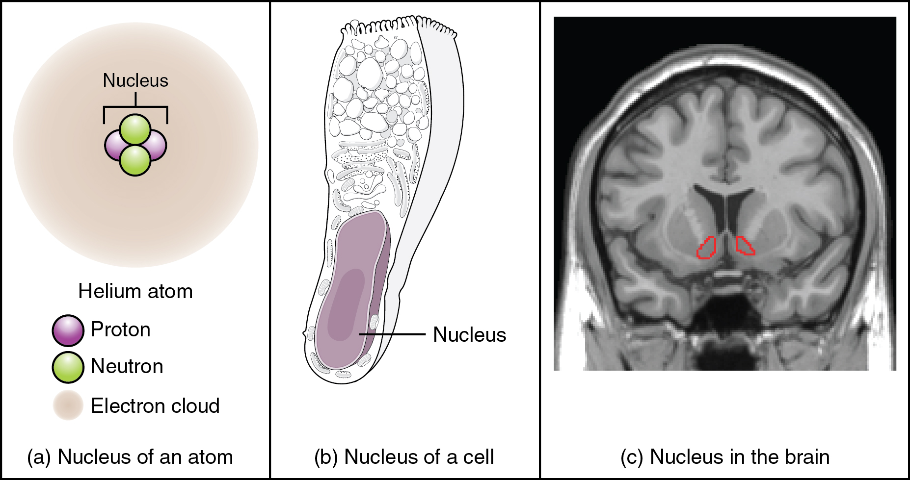 <p>Nucleus (collective term)</p>
