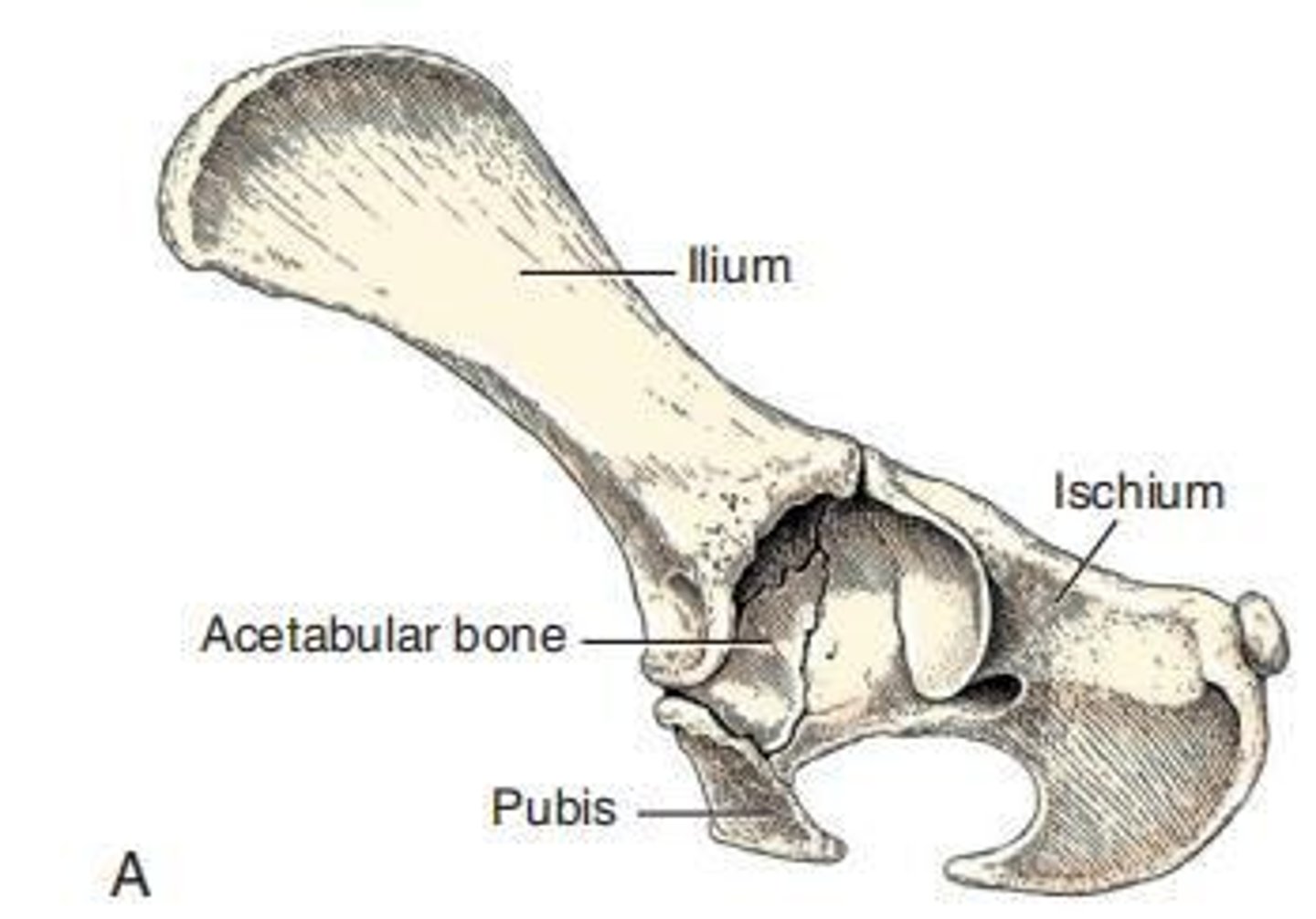 <p>The ___ is a deep, cotyloid cavity that forms the socket for the head of the femur in the hip joint.</p>