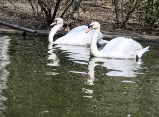 <p>What is the scientific name for swan?</p>