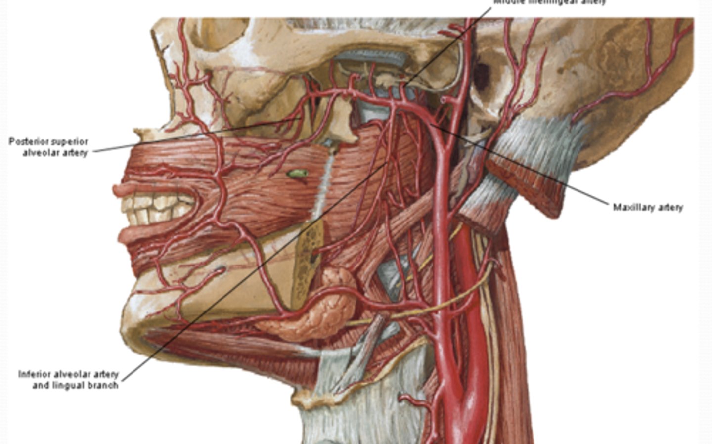 <p>What are the maxillay artery branches in the INFRATEMPORAL FOSSA? </p>