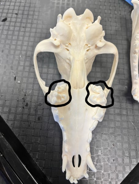 <p>never replaced, teeth after premolars</p>