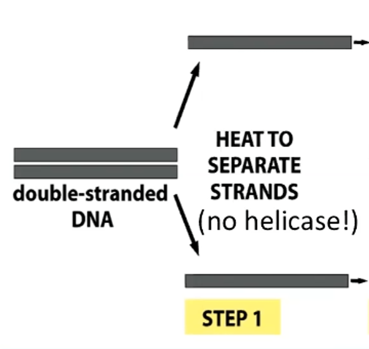 <p>heat DNA (denaturing)</p>