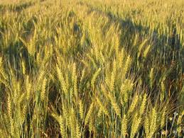 <p><strong>(the total amount collected of) a plant such as a grain, fruit, or vegetable grown in large amounts:</strong></p><p><br></p>