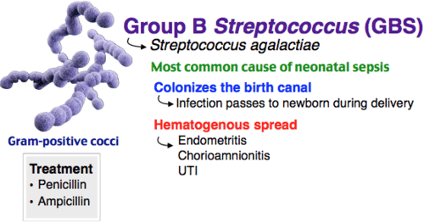 <p>Streptococcus agalactiae (Group B strep)</p><p>- 10-30% women colonized in vagina</p><p>- vertical transmission during delivery</p>