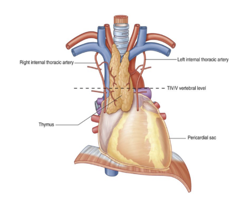 <ul><li><p>Most anterior component of the superior mediastinum, posterior to the manubrium</p></li><li><p>Bilobed asymmetrical organ</p></li><li><p>Upper extent of the thymus can reach into the neck as high as the thyroid gland, lower portion typically extends into anterior mediastinum over the pericardial sac</p></li><li><p>Begins to atrophy post-puberty</p></li><li><p>Arteries to the thymus —</p><ul><li><p>Consist of small branches originating from the internal thoracic arteries</p></li></ul></li><li><p>Venous drainage —</p><ul><li><p>Usually into the left brachiocephalic vein &amp; possibly into the internal thoracic veins</p></li></ul></li></ul>