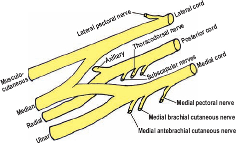<p>Sensory and Motor Innervation of Ulnar nerve</p>
