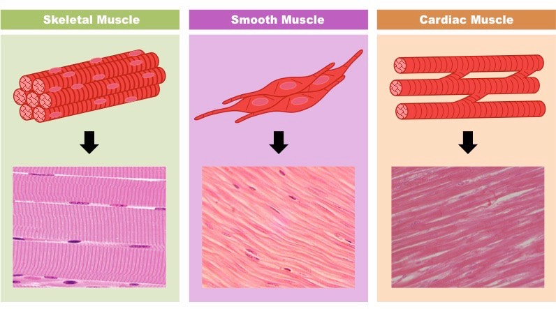 <p>Skeletal Muscle, Smooth Muscle, Cardiac muscle </p>