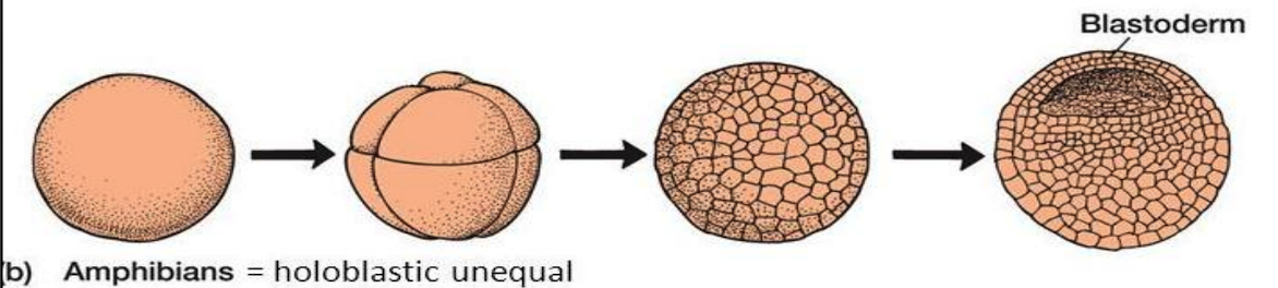 <ol start="2"><li><p><strong>Amphibians</strong></p></li></ol><ul><li><p>_______ egg</p></li><li><p>Holoblastic ______ cleavage (radial)</p><ul><li><p>yolk interferes with cytoplasmic division</p></li></ul></li><li><p>Blastomeres near the vegetal pole are _____ than those near the animal pole</p></li><li><p>Development is slower in the vegetal pole</p></li><li><p>The blastocoel is displaced into the animal hemisphere</p></li></ul>