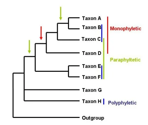 <p>Includes descendants, but no common ancestor</p>