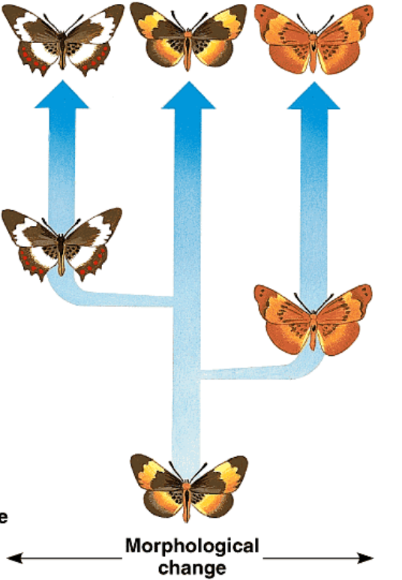 <p>theory of punctuated equilibrium</p>