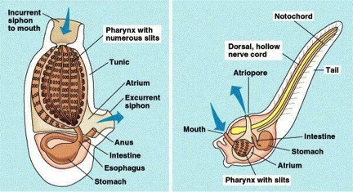 <p>- Tunicates and Sea Squirts</p><p>- adults are sessile </p>